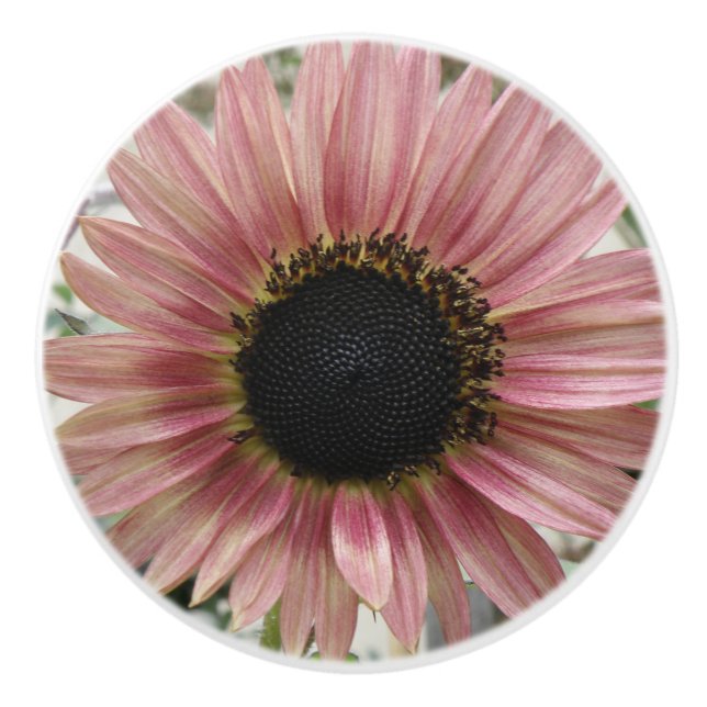 Blek Rosa Solros Knopp (Framsidan)