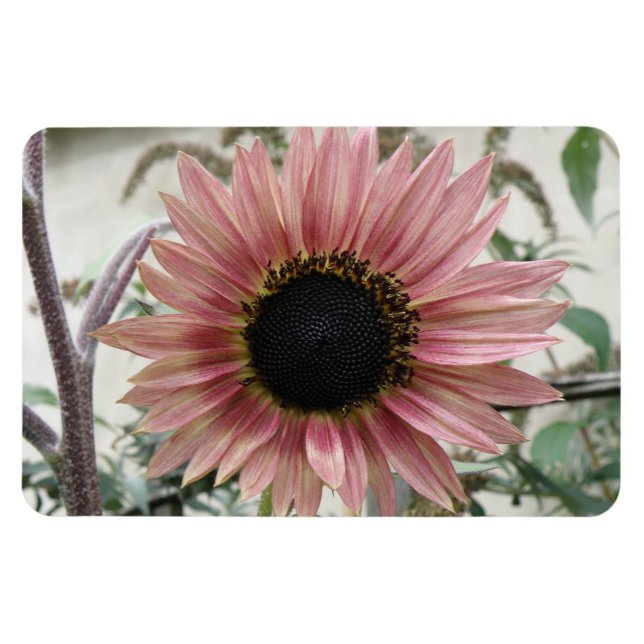 Blek Rosa Solros Magnet (Horisontell)