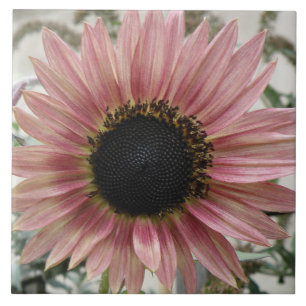 Blek Rosa Solrosor Kakelplatta