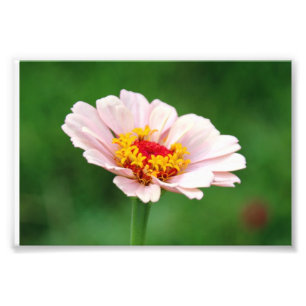 Blek - rosa Zinnia Fototryck