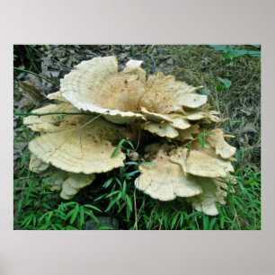 Blek Shelf Fungus Coordinating Items Poster