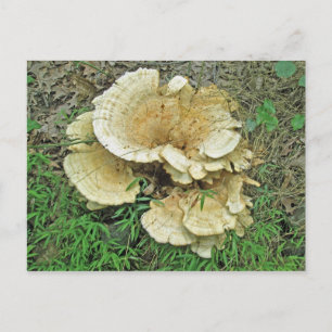 Blek Shelf Fungus Coordinating Items Vykort