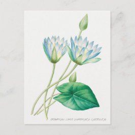Bleka Blå Lotusblomma Botanisk Illustration Vykort