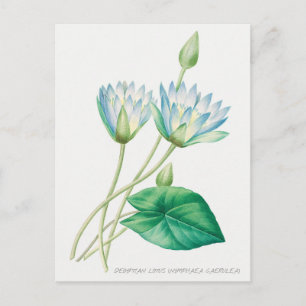 Bleka Blå Lotusblomma Botanisk Illustration Vykort