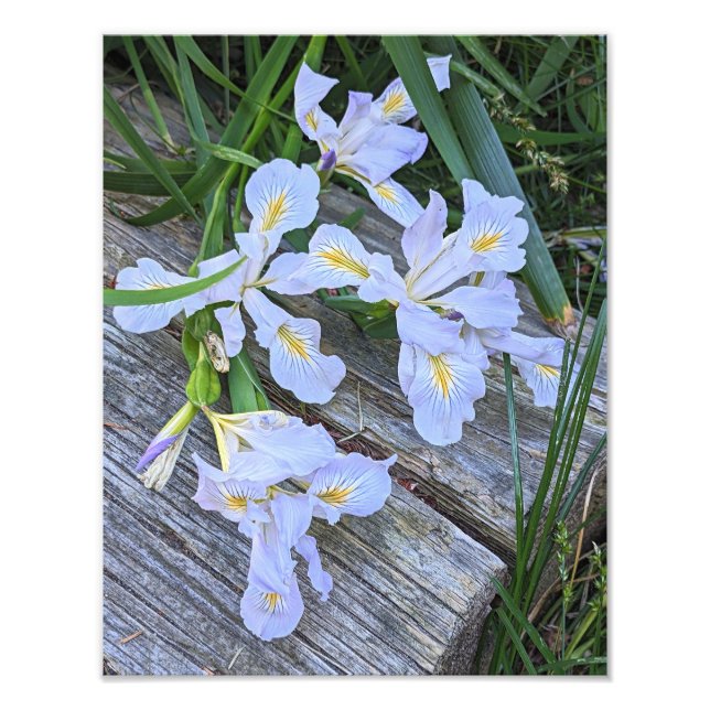 Bleka lila irisblommor fototryck (Framsidan)