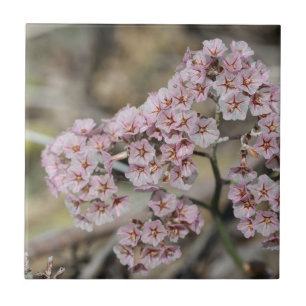 Bleka Rosa Havslavender Papierblom Blommor Blomste Kakelplatta