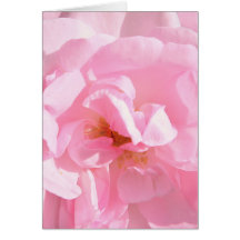 bleka rosa rosenblad