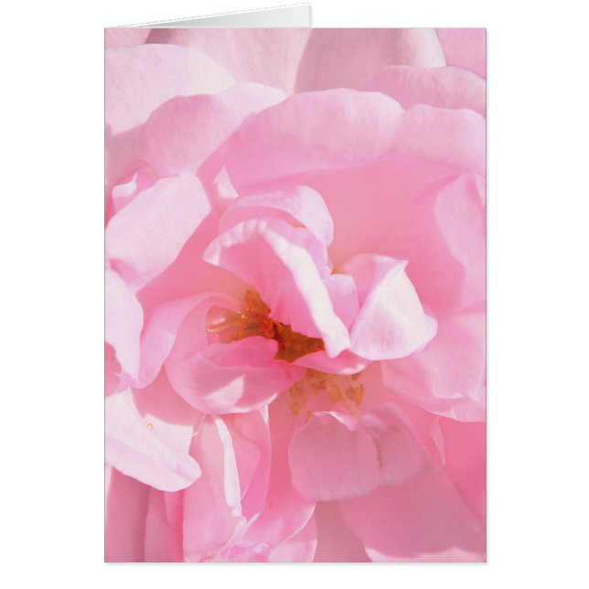 bleka rosa rosenblad hälsningskort (Framsidan)