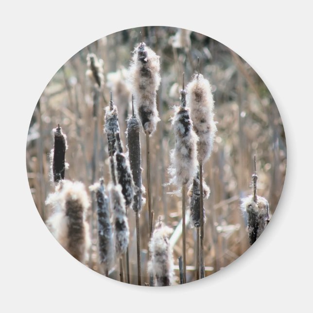 Blekade kaveldunsnaturfotografier  magnet (Framsidan)