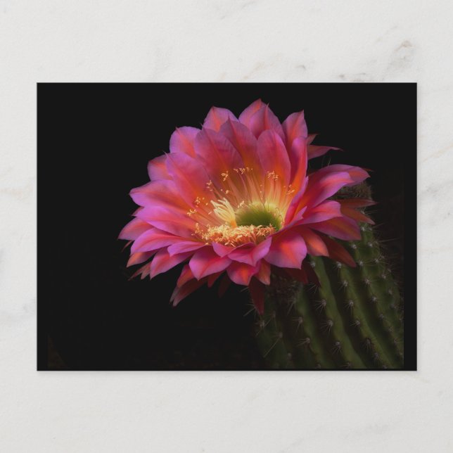 Blekande Cactus Delight Vykort (Framsida)