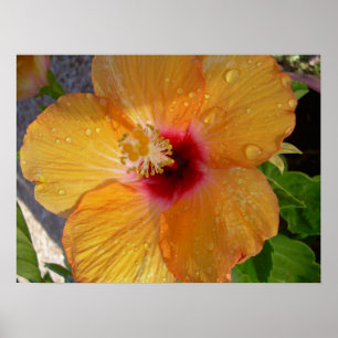 Blekande Hibiscus-ramutskrift Poster