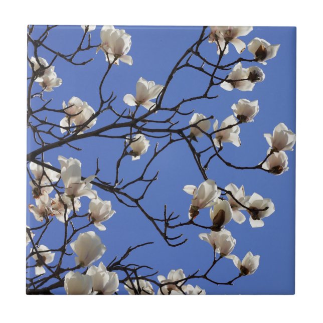 Blekande Magnolias Kakelplatta (Framsidan)