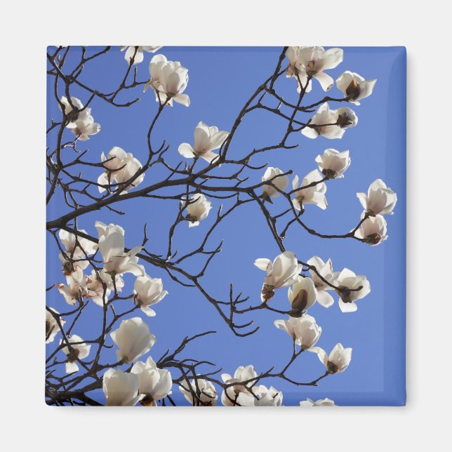 Blekande Magnolias Magnet (Framsidan)
