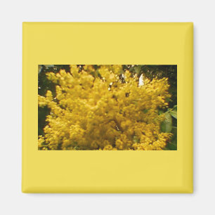 Blekande pollen magnet