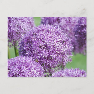 Blekande vykort för Allium Flowers