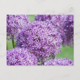 Blekande vykort för Allium Flowers