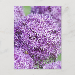 Blekande vykort för Allium Flowers