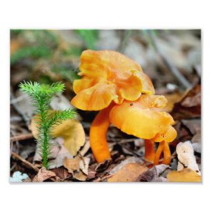 Blekens Orange Vild Svampar 10 x 8 Natur Fototryck