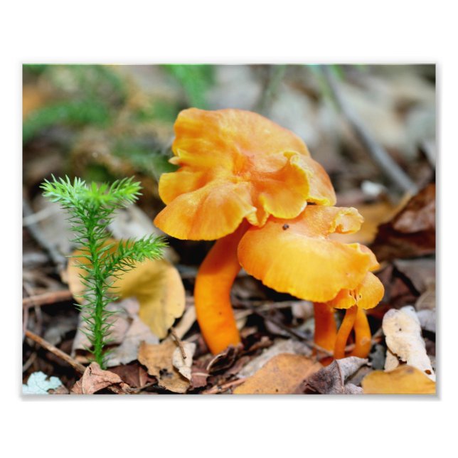 Blekens Orange Vild Svampar 10 x 8 Natur Fototryck (Framsidan)