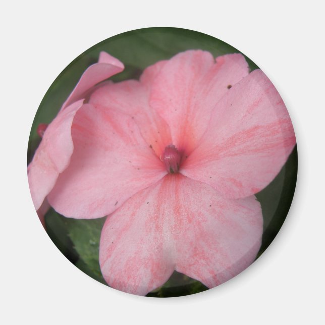 Blekens Rosa Impatiserar Flower Magnet (Framsidan)