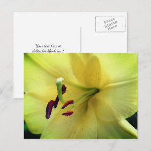 Blekgul lilje blomfotografering vykort