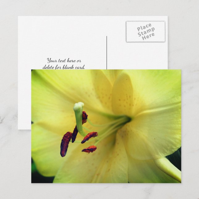 Blekgul lilje blomfotografering  vykort (Fram/baksida)