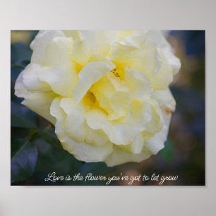 Blekgul ros poster