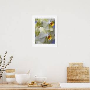 Blekgula fjärilsorkidéer Blommor Poster