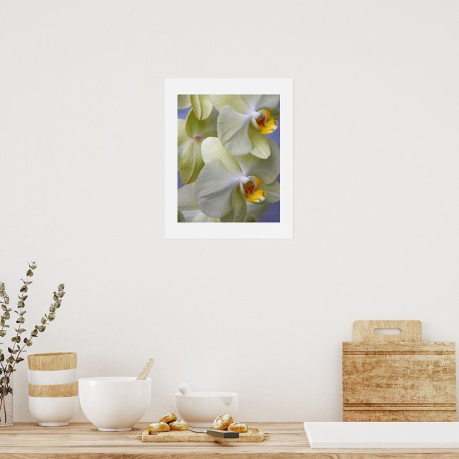 Blekgula fjärilsorkidéer Blommor Poster (Kök)