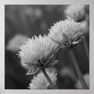 Blekning Scallions Blommigt Black White Print Poster