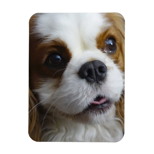 Blenheim Cavalier Flexible Photo Magnet (Vertikal)