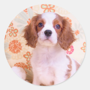 Blenheim Cavalier King Charles Spaniel dekal Runt Klistermärke