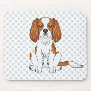 Blenheim Cavalier King Charles Spaniel & Tassar Musmatta