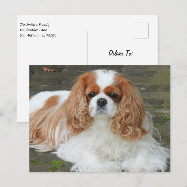Blenheim Cavalier King Charles Spaniel Valp Hund P Vykort (Fram/baksida)