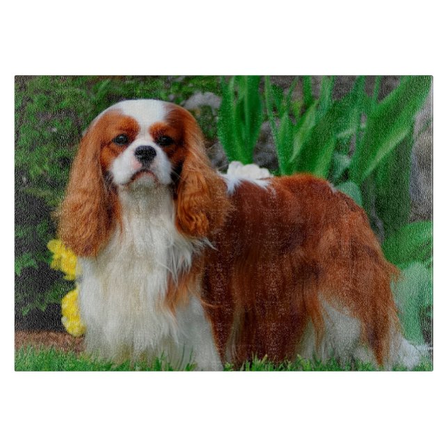 Blenheim Cavalier Kung Charles Puppy Hund (Framsidan)