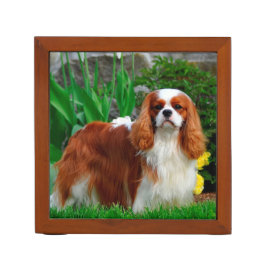 Blenheim Cavalier Kung Charles Puppy Hund