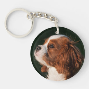 Blenheim Cavalier Kung Charles Puppy Hund