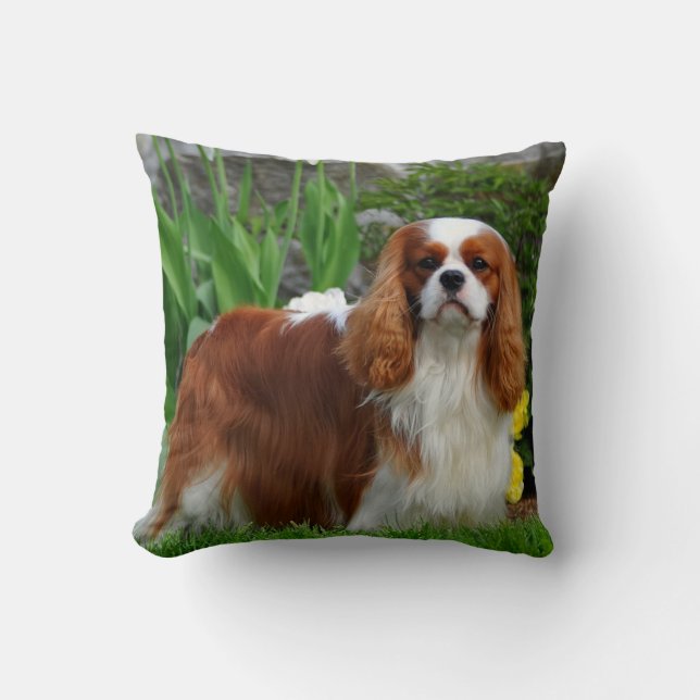 Blenheim Cavalier Kung Charles Puppy Hund Kudde (Framsida)