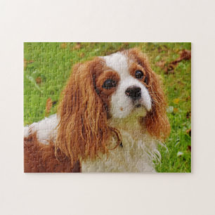 Blenheim Cavalier Kung Charles Puppy Hund Pussel