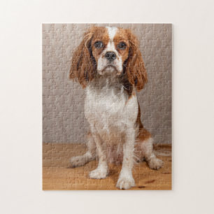 Blenheim Cavalier Kung Charles Puppy Hund Pussel
