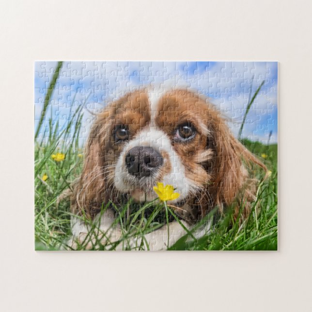 Blenheim Cavalier Kung Charles Puppy Hund Pussel (Horisontell)