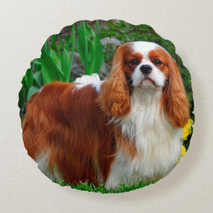 Blenheim Cavalier Kung Charles Puppy Hund Rund Kudde