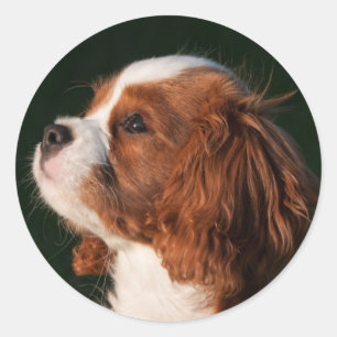 Blenheim Cavalier Kung Charles Puppy Hund Runt Klistermärke