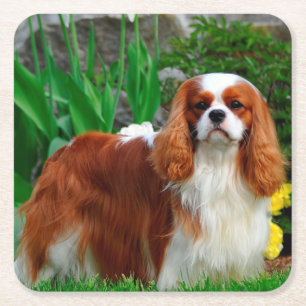 Blenheim Cavalier Kung Charles Puppy Hund Underlägg Papper Kvadrat