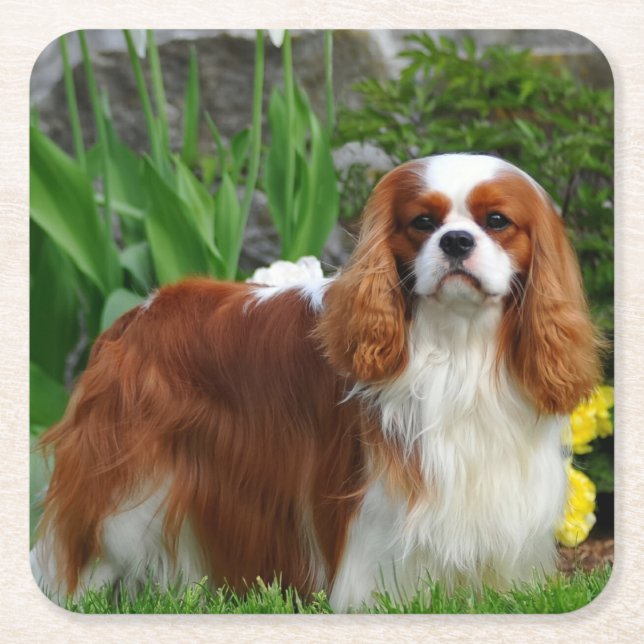 Blenheim Cavalier Kung Charles Puppy Hund Underlägg Papper Kvadrat (Framsidan)
