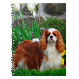 Blenheim Cavalier Kung Charles Spain Hund Anteckningsbok