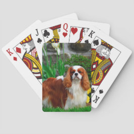 Blenheim Cavalier Kung Charles Spain Hund Casinokort