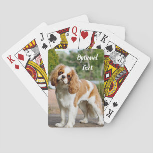 Blenheim Cavalier Kung Charles Spain Hund Casinokort