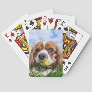 Blenheim Cavalier Kung Charles Spain Hund Casinokort