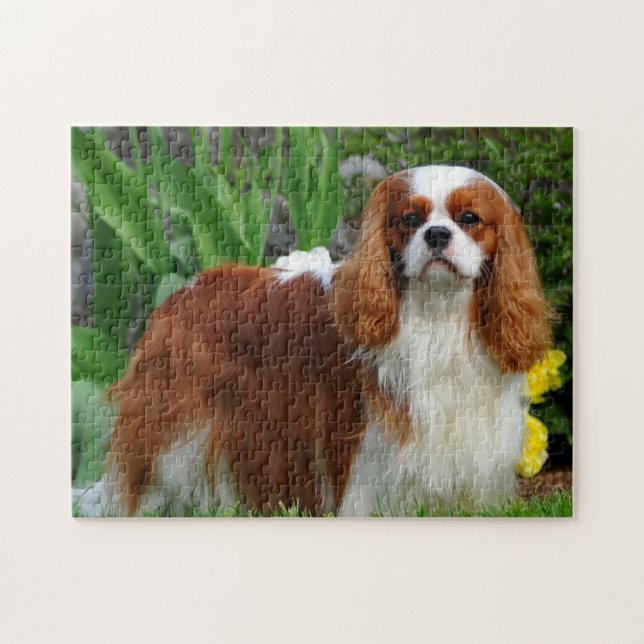 Blenheim Cavalier Kung Charles Spain Hund Pussel (Horisontell)